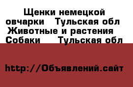 Щенки немецкой овчарки - Тульская обл. Животные и растения » Собаки   . Тульская обл.